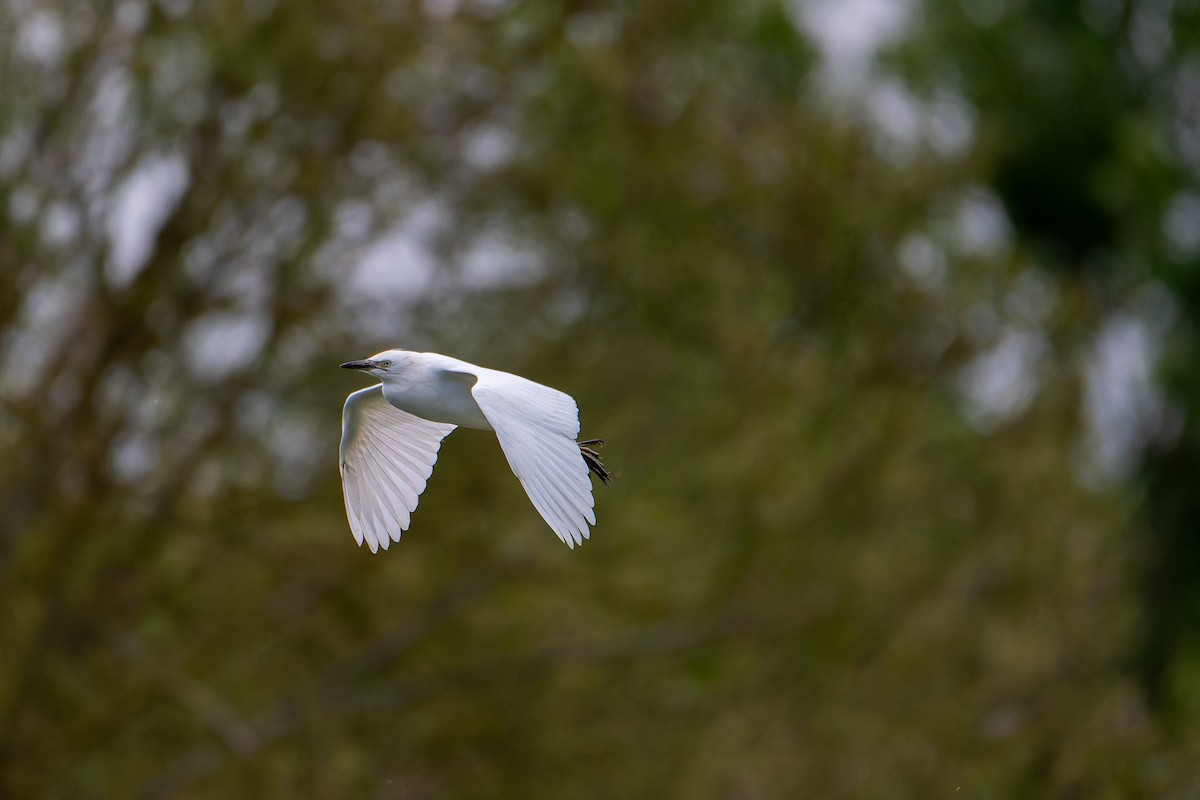 Western Cattle Egret - ML620479640