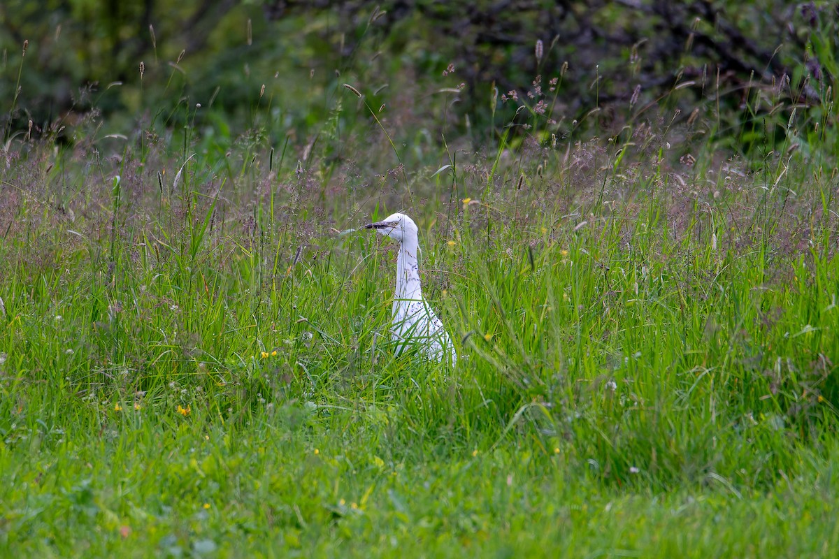 Western Cattle Egret - sebastien wilmet