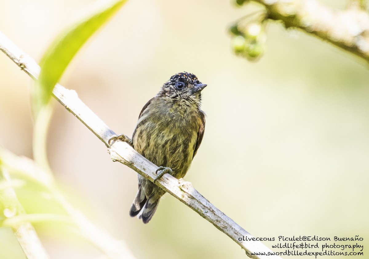 Olivaceous Piculet - ML620479644