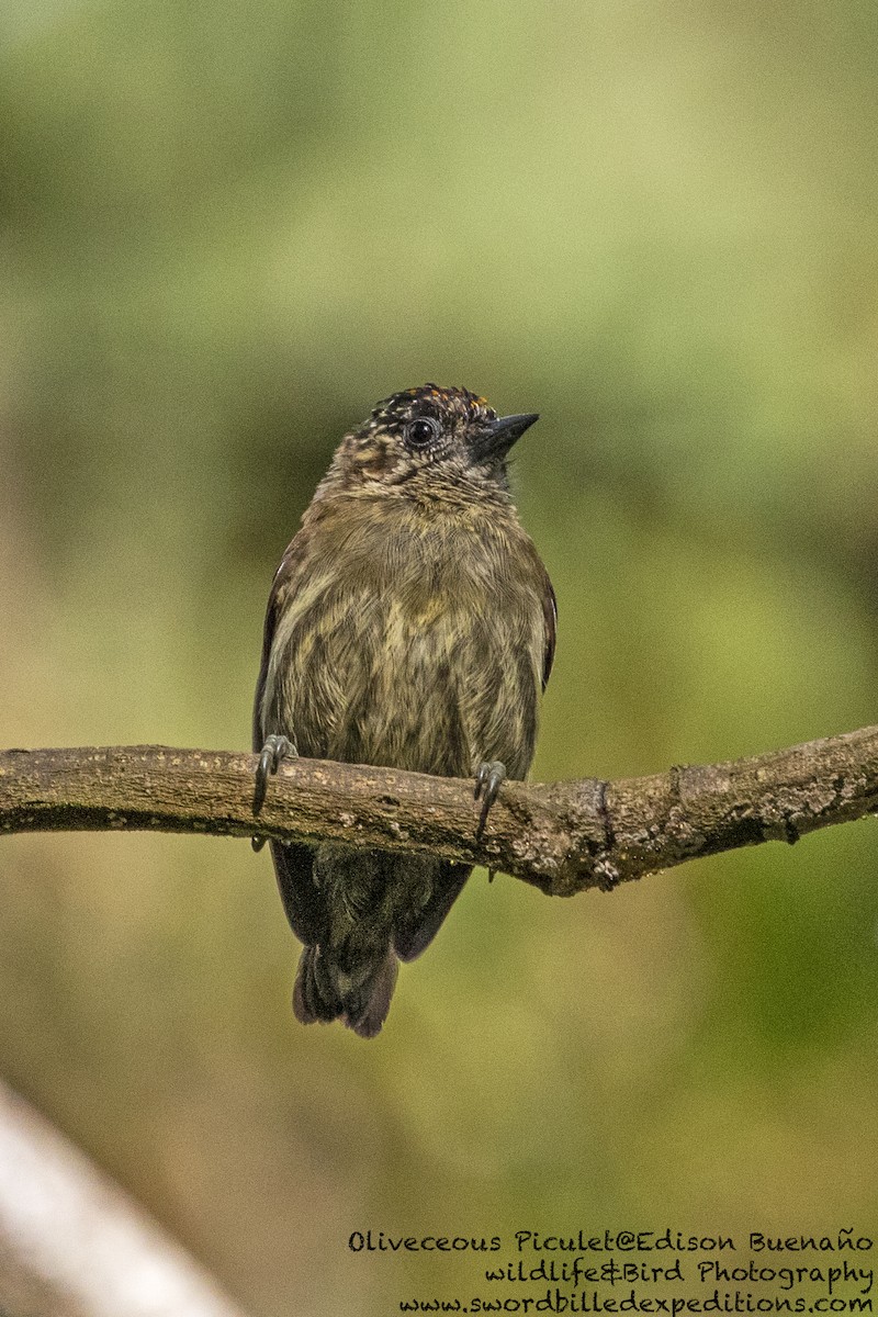Olivaceous Piculet - ML620479645