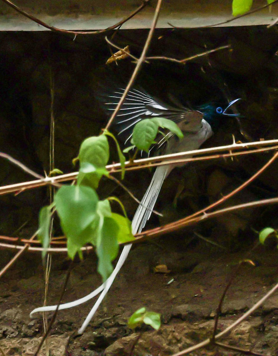 Indian Paradise-Flycatcher - ML620479648