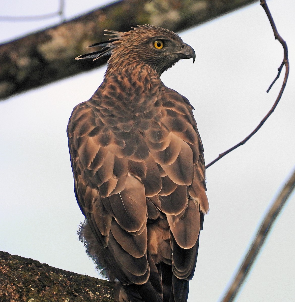 Changeable Hawk-Eagle - Simon Hitchen