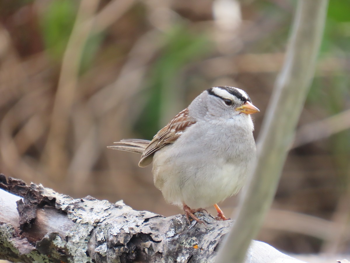 White-crowned Sparrow - ML620479659