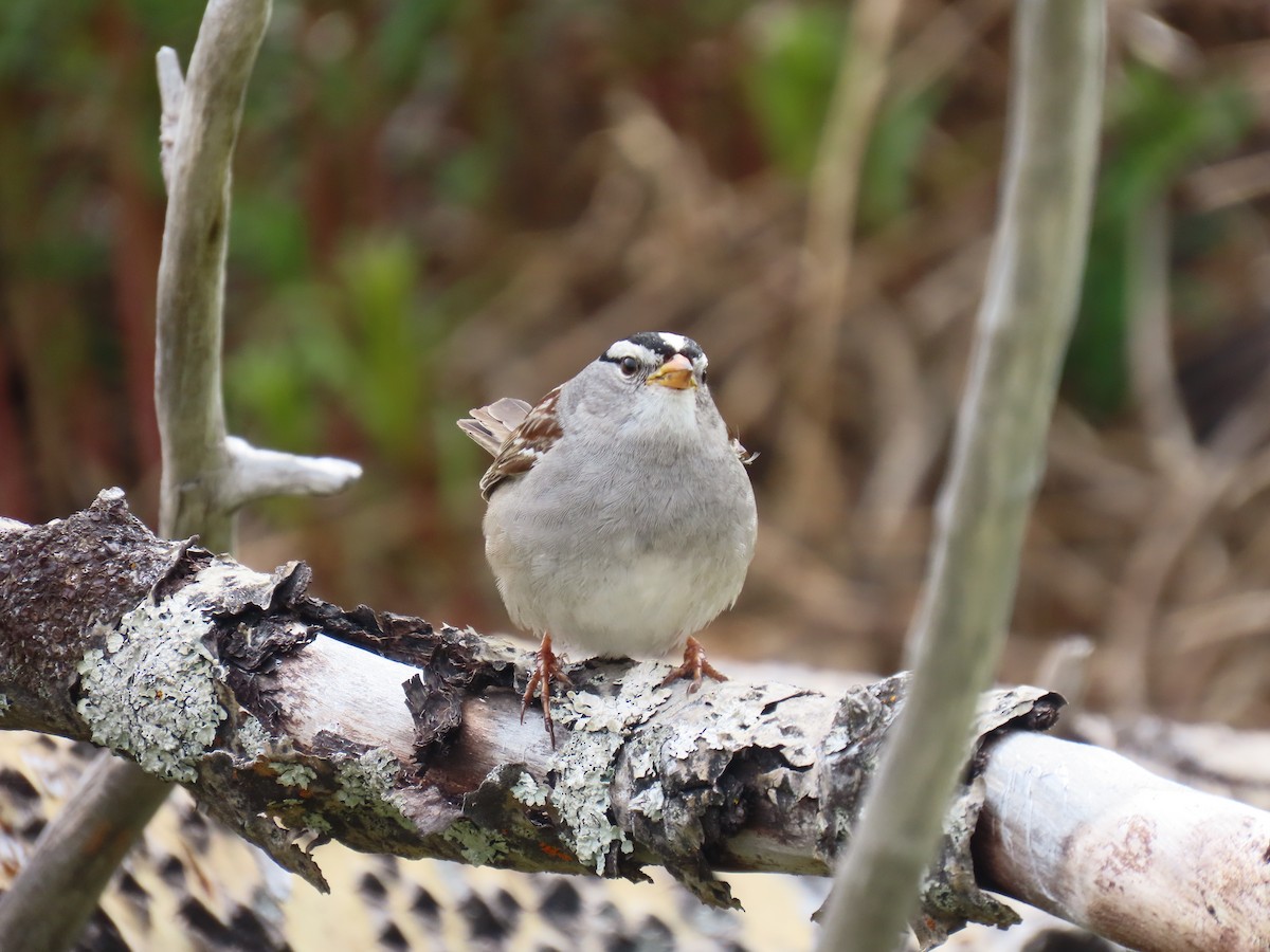 White-crowned Sparrow - ML620479661