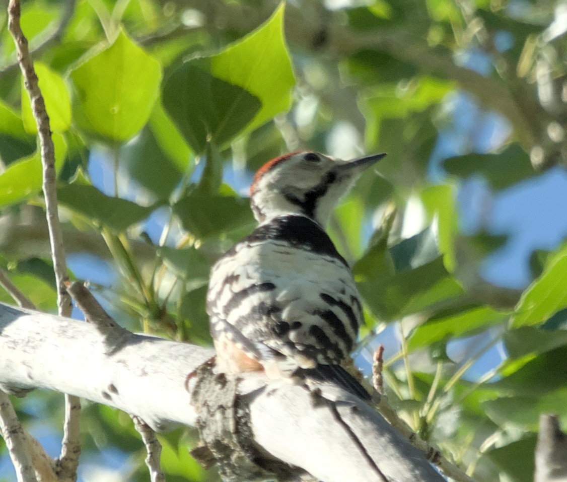 White-backed Woodpecker - ML620479662