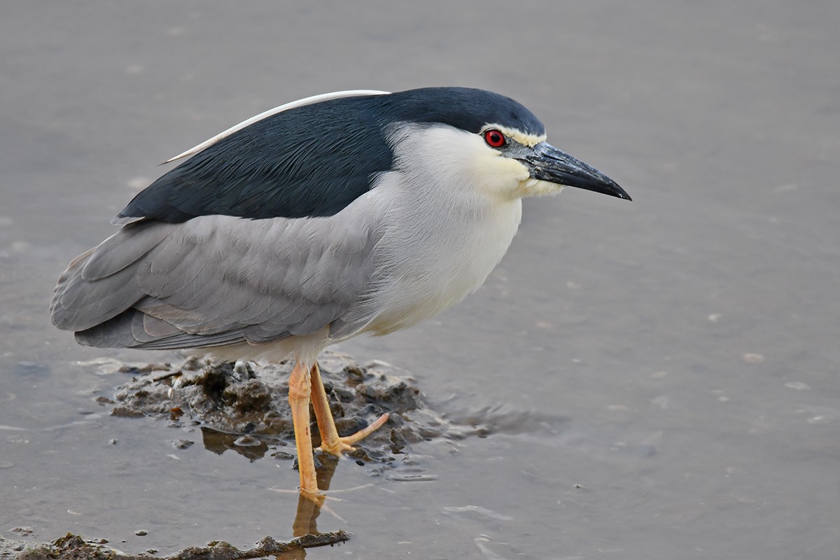 Black-crowned Night Heron - Guido Bennen