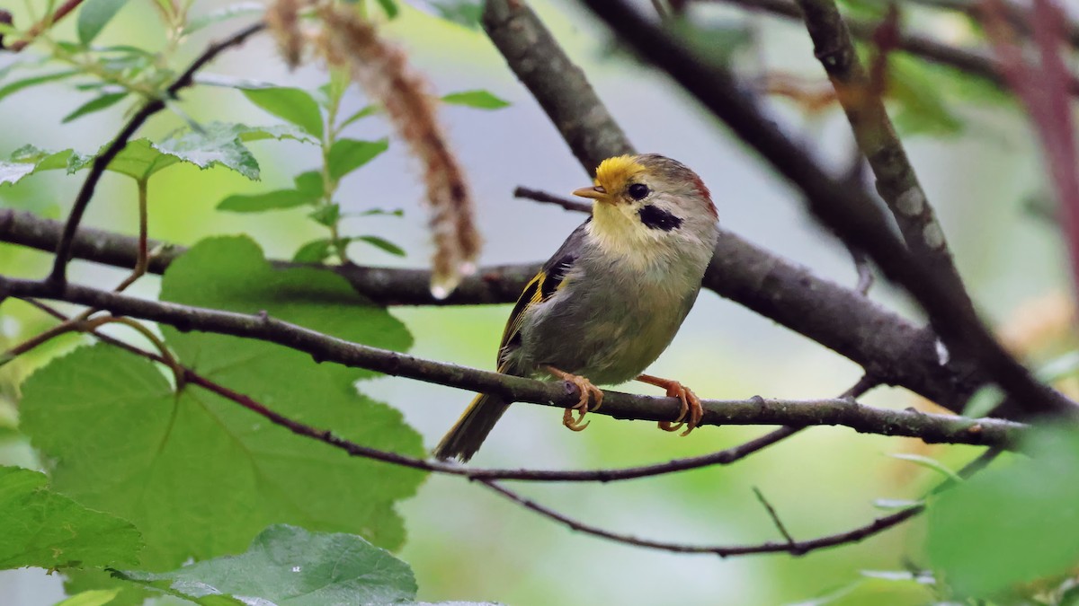 Gold-fronted Fulvetta - ML620479664