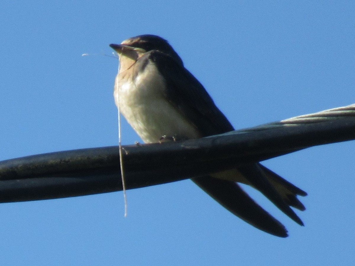 Barn Swallow - LynnErla Beegle
