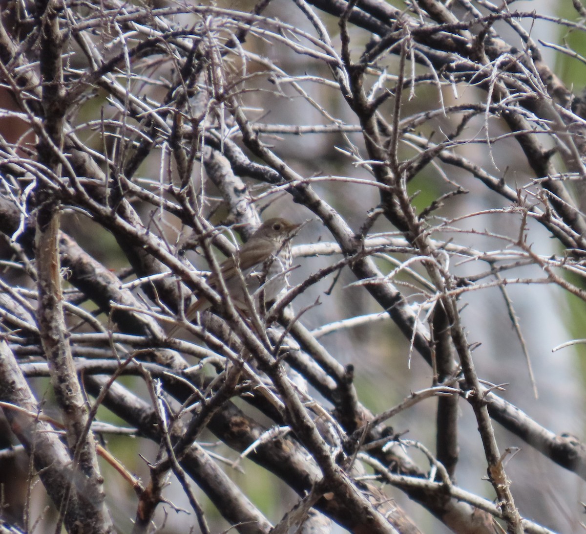 Hermit Thrush - ML620479671