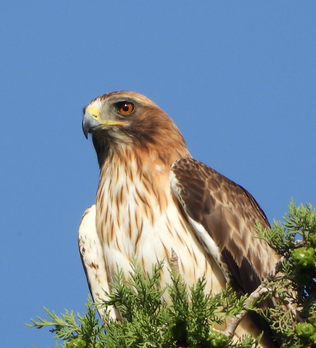 Booted Eagle - ML620479672