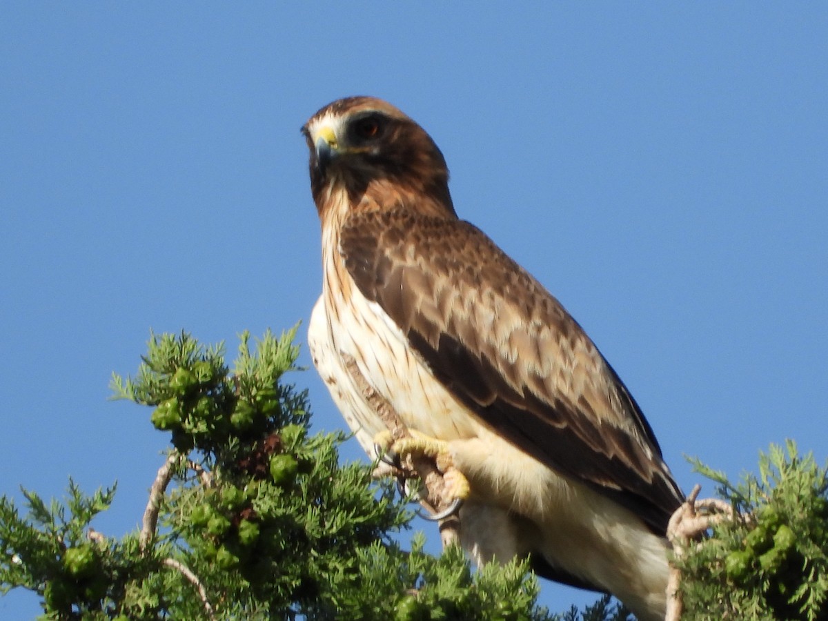 Booted Eagle - ML620479673