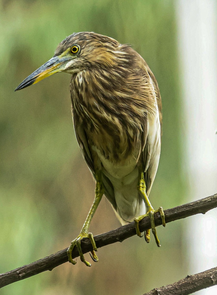 Indian Pond-Heron - ML620479677