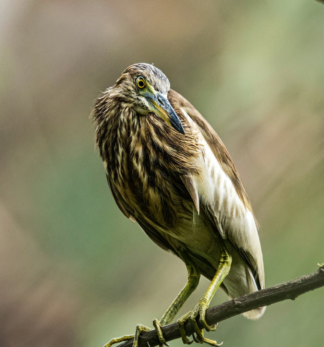 Indian Pond-Heron - ML620479678