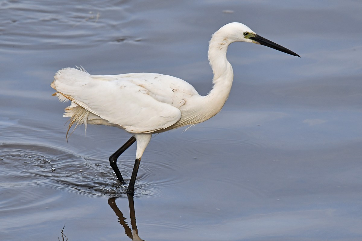 Little Egret - Guido Bennen