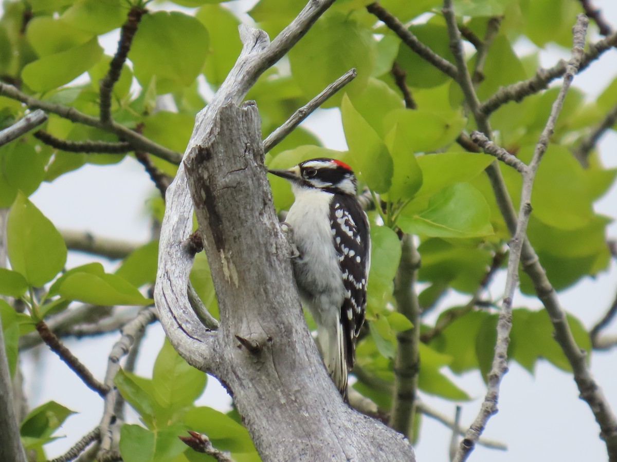 Downy Woodpecker - ML620479681