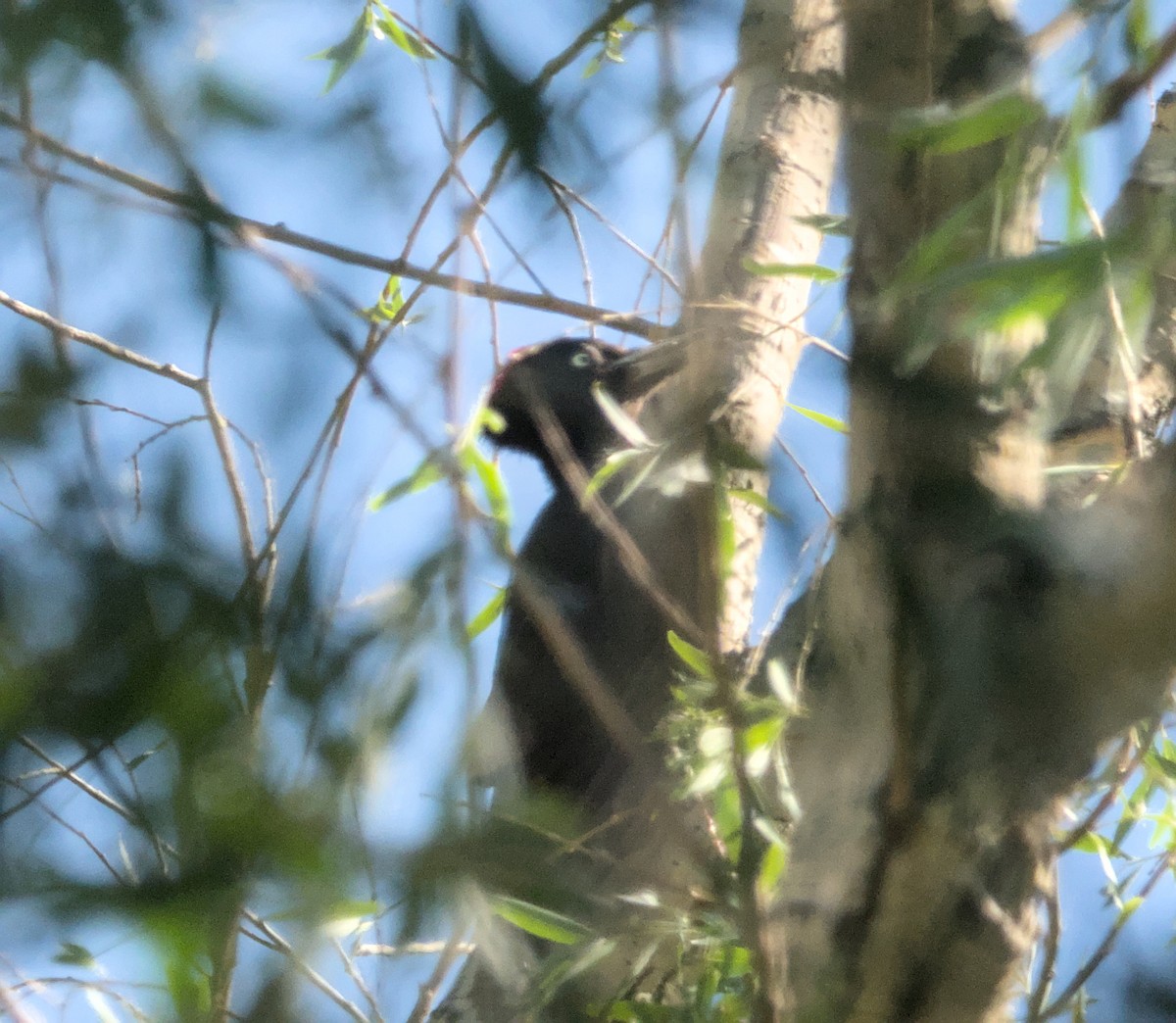 Black Woodpecker - ML620479682