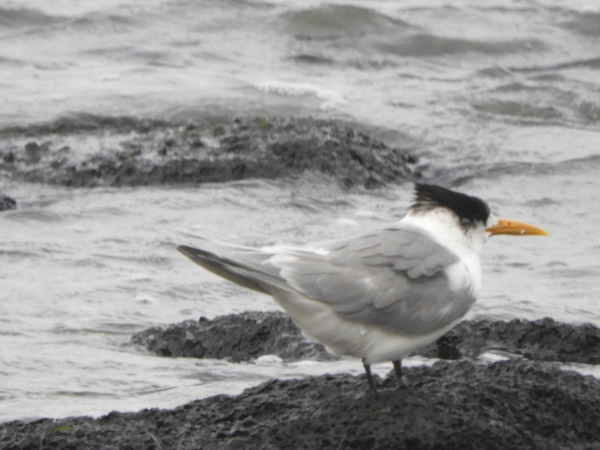 Great Crested Tern - ML620479683