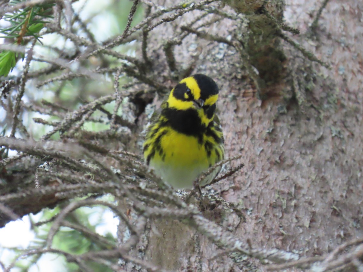 Townsend's Warbler - ML620479689