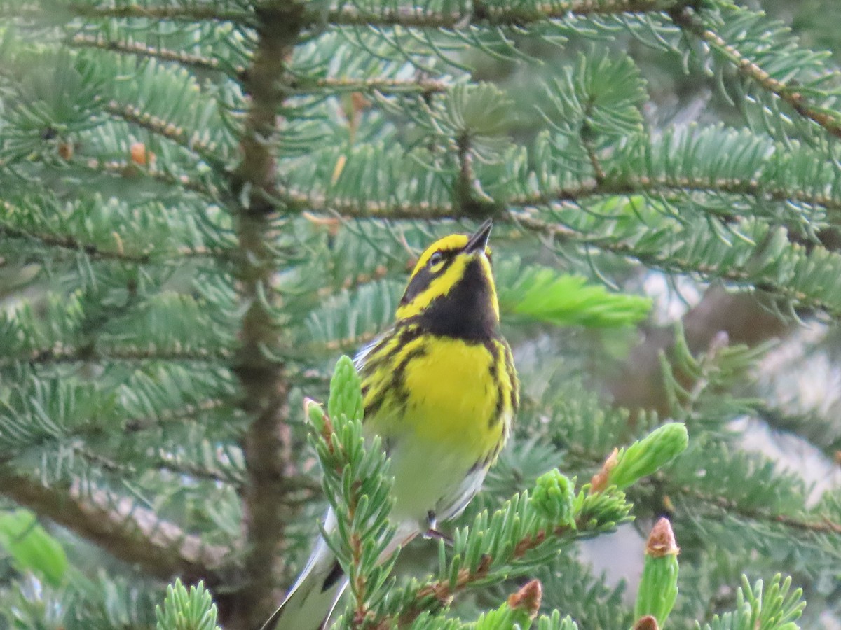 Townsend's Warbler - ML620479691