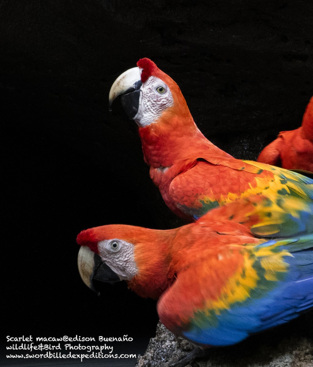 Scarlet Macaw - ML620479692