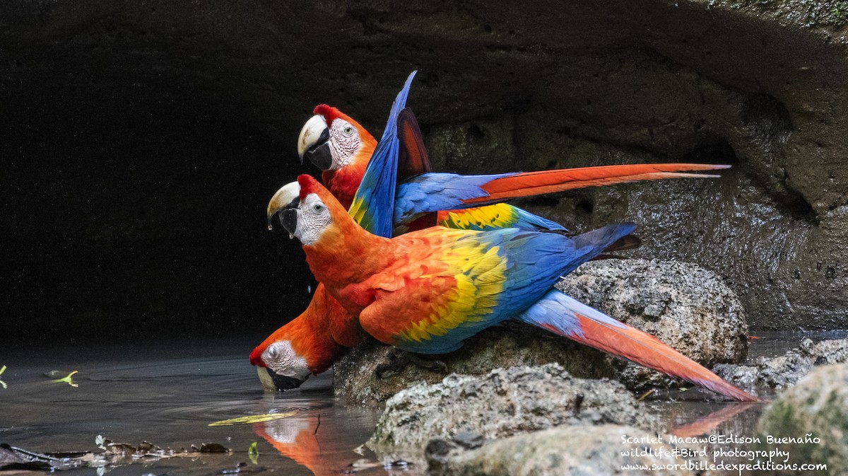 Scarlet Macaw - Edison Buenano