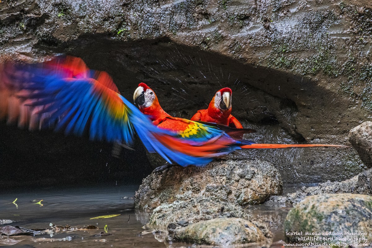 Scarlet Macaw - Edison Buenano