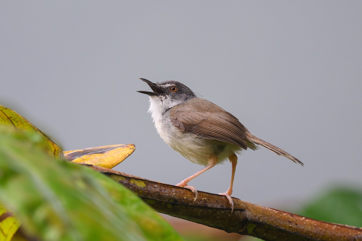 brunryggprinia - ML620479697