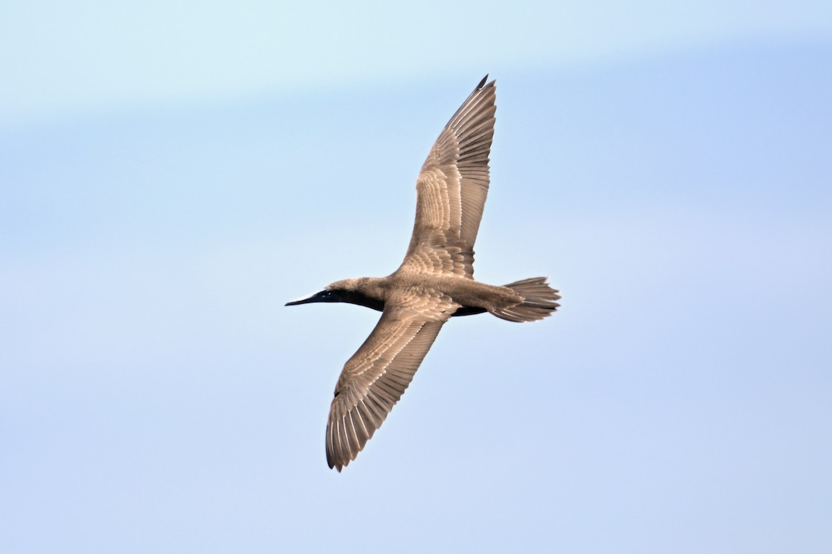 Brown Booby - ML620479700