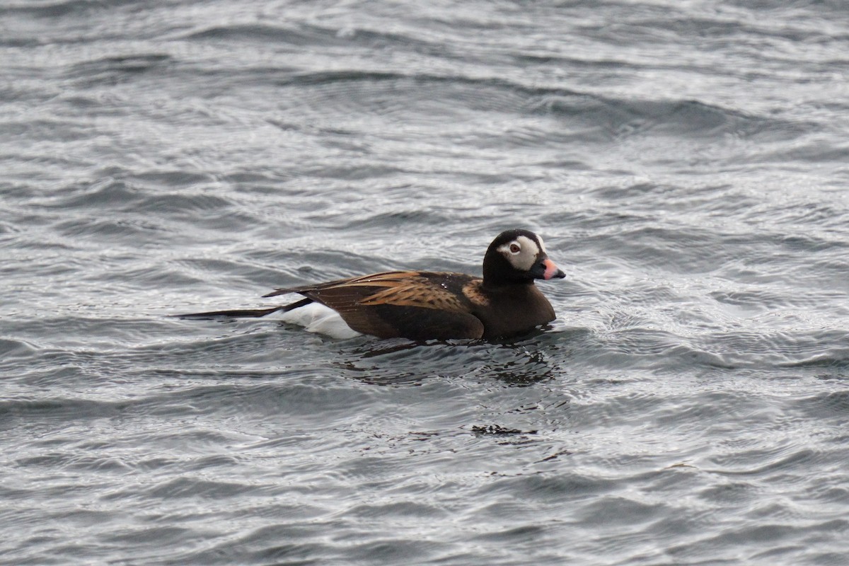 Long-tailed Duck - ML620479702