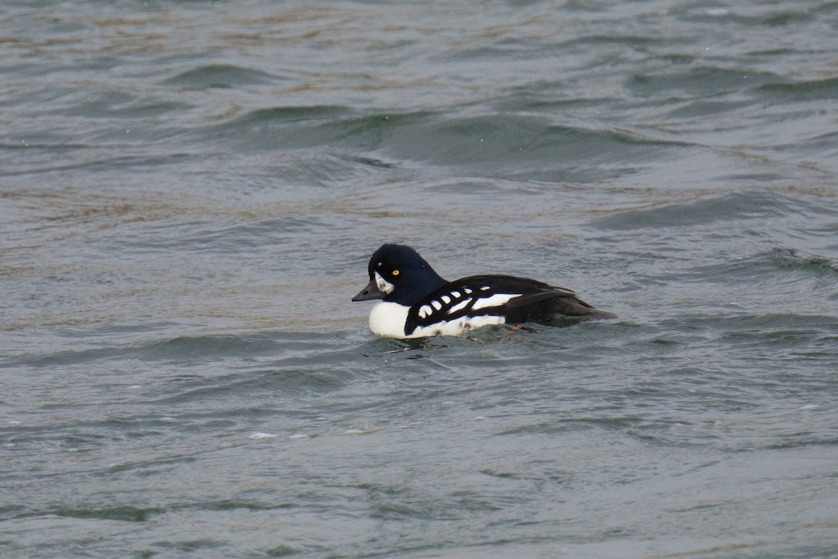 Barrow's Goldeneye - ML620479707