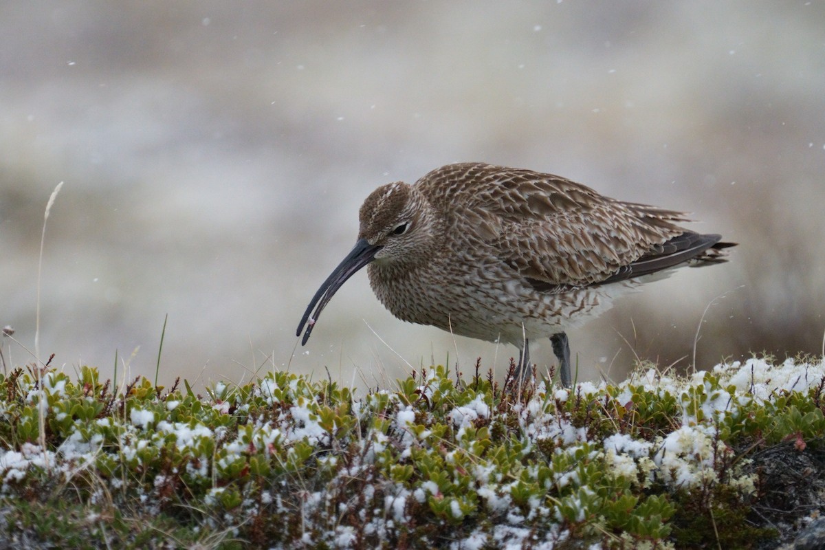 Regenbrachvogel - ML620479708