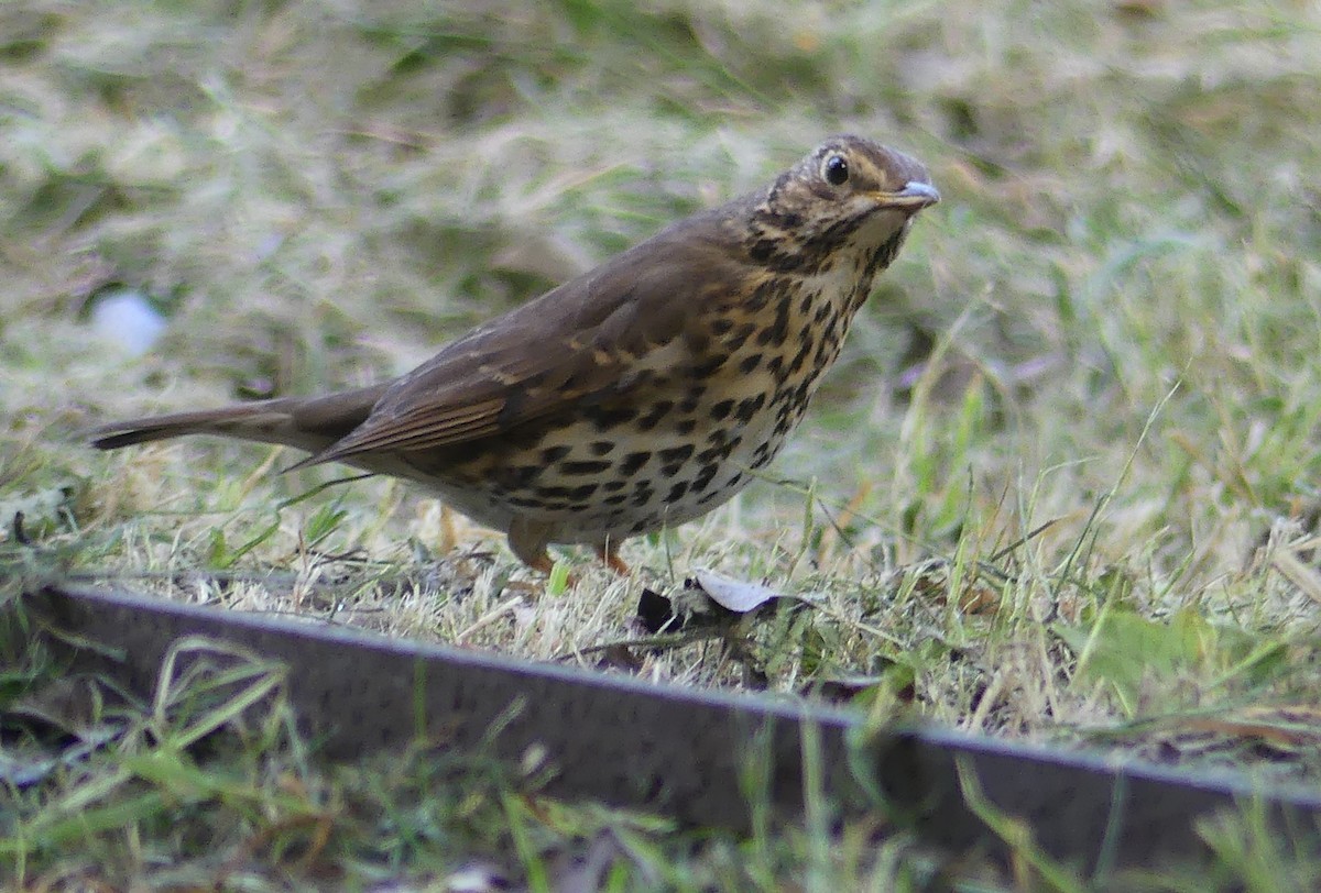 Song Thrush - ML620479709