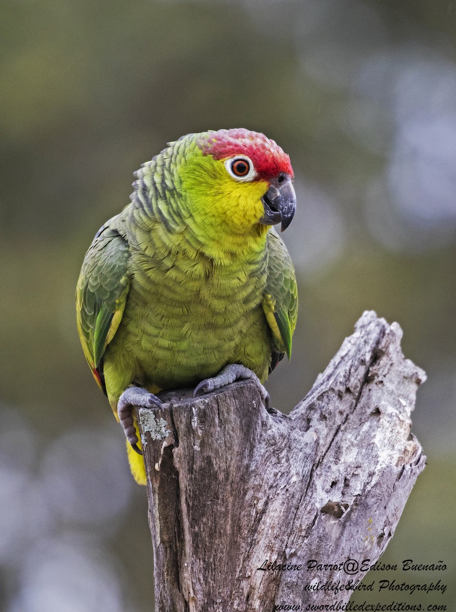 Red-lored Parrot (Lilacine) - ML620479736