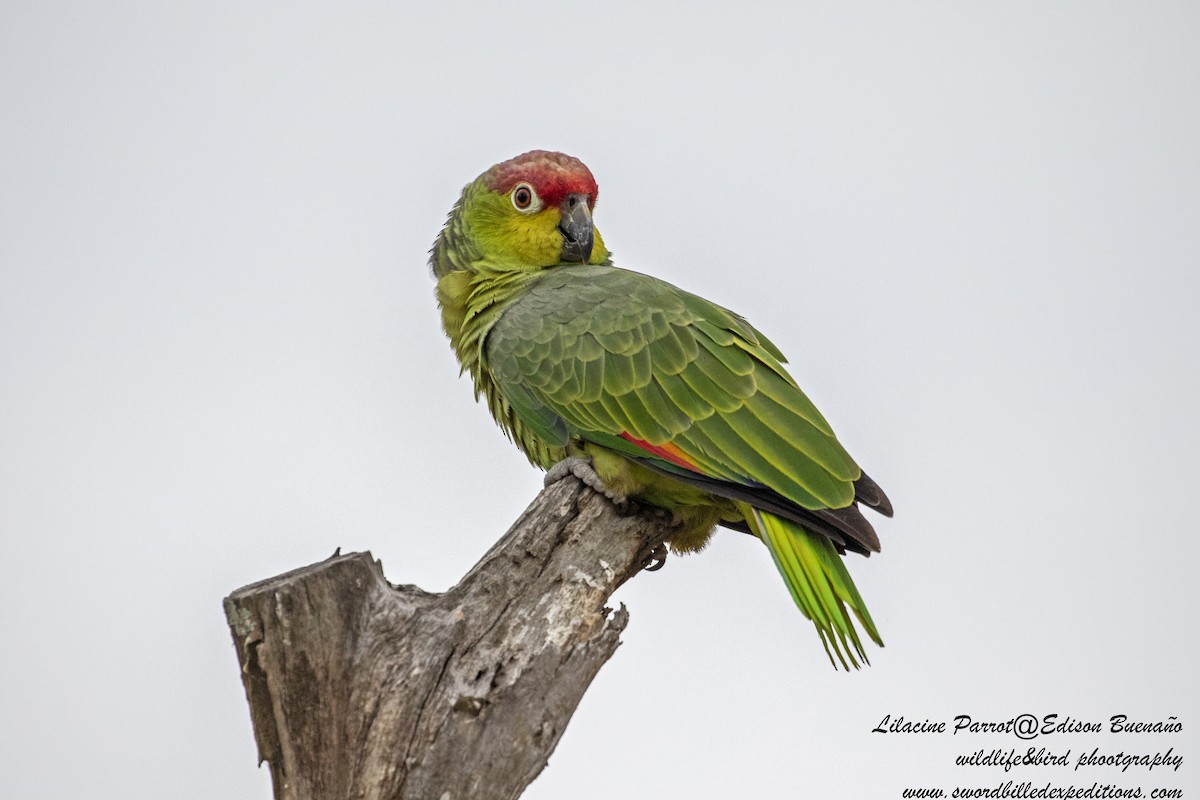 Red-lored Parrot (Lilacine) - ML620479737