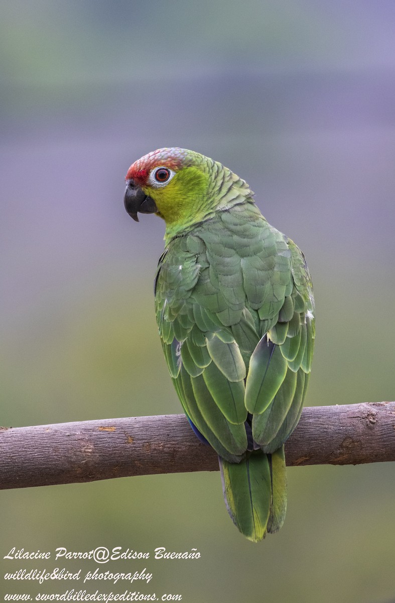 Red-lored Parrot (Lilacine) - ML620479738