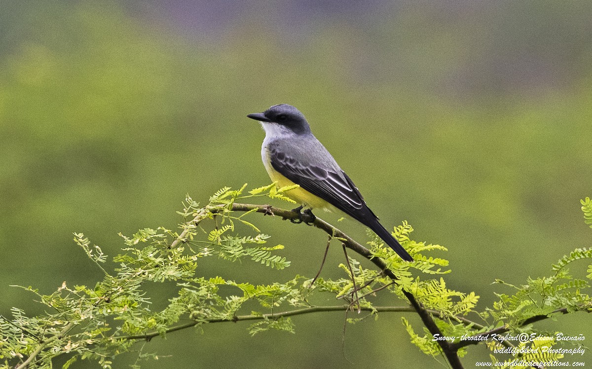 Snowy-throated Kingbird - ML620479746