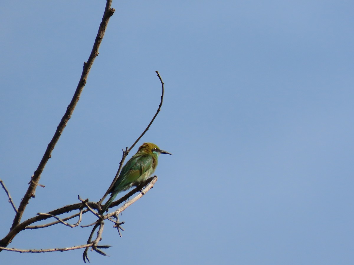 Asian Green Bee-eater - ML620479748