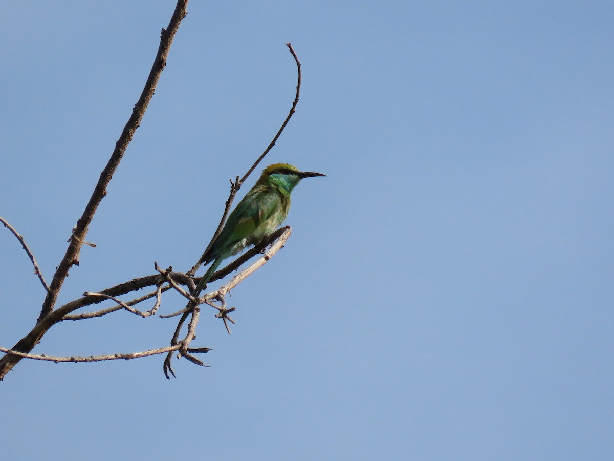 Asian Green Bee-eater - ML620479750