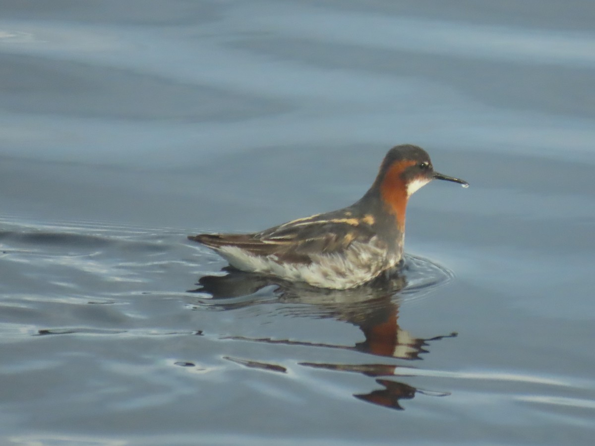 Red-necked Phalarope - Laura Burke