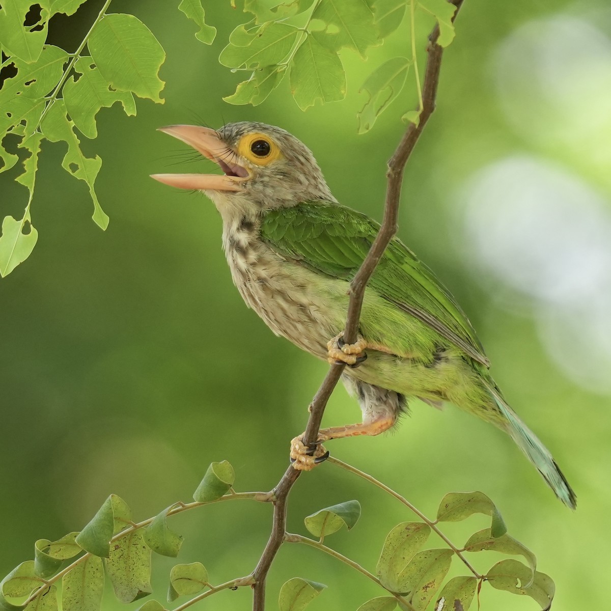 Lineated Barbet - ML620479753