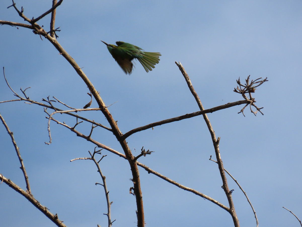 Asian Green Bee-eater - Narender cv