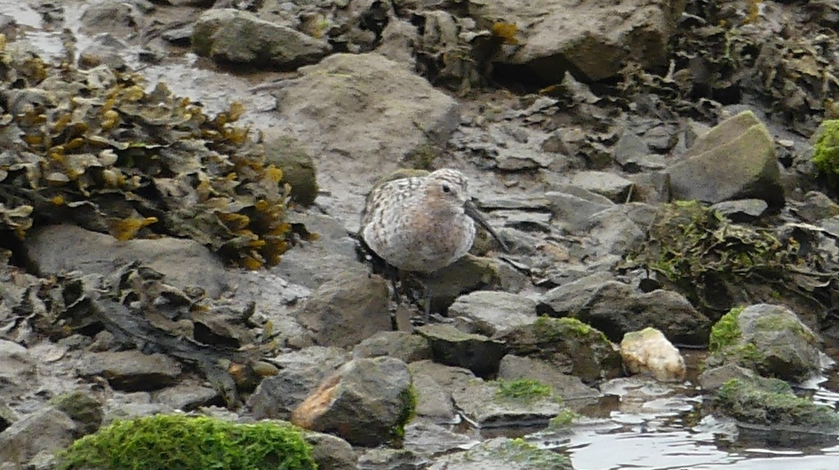 Curlew Sandpiper - ML620479756