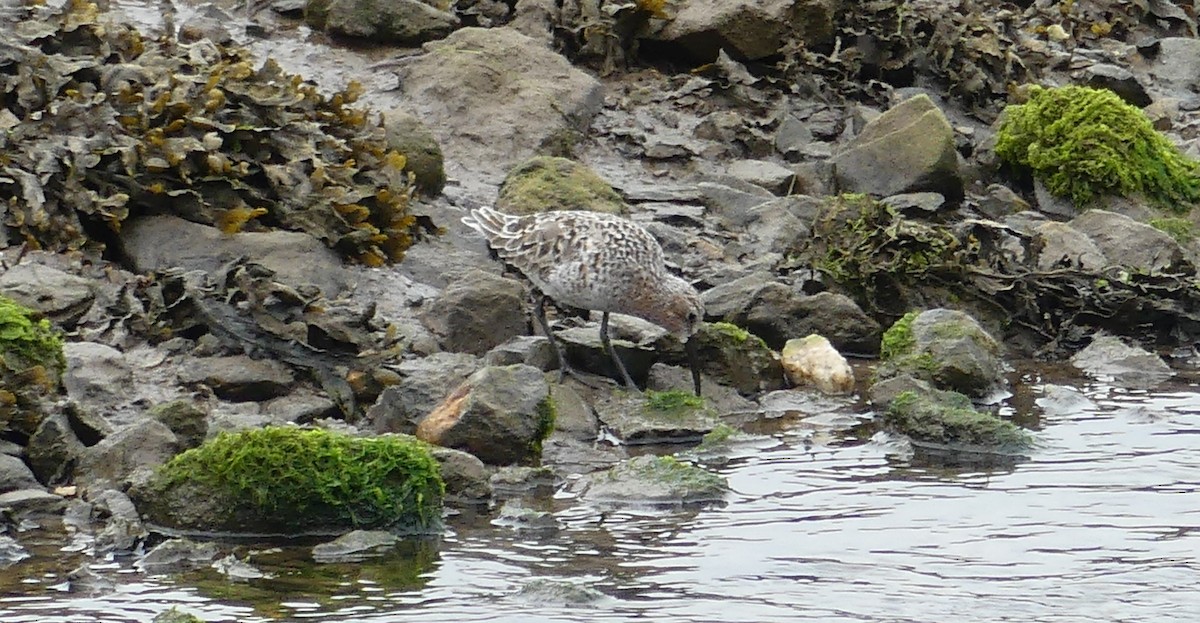 Curlew Sandpiper - ML620479757