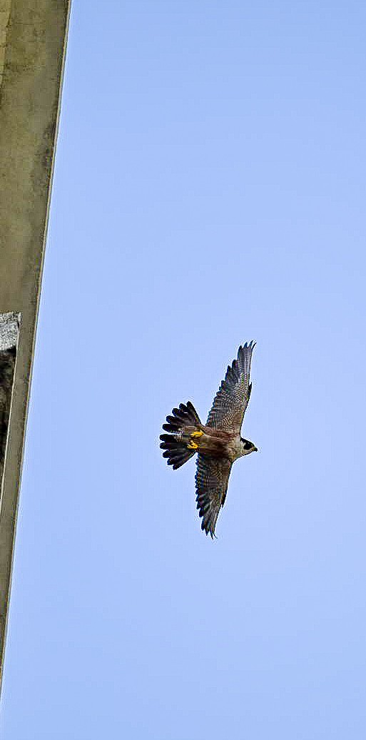 Peregrine Falcon (Shaheen) - ML620479763