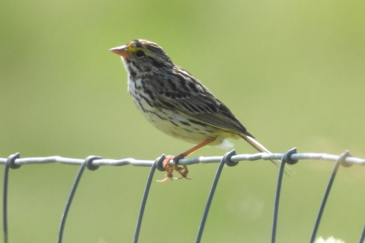 Savannah Sparrow - ML620479765