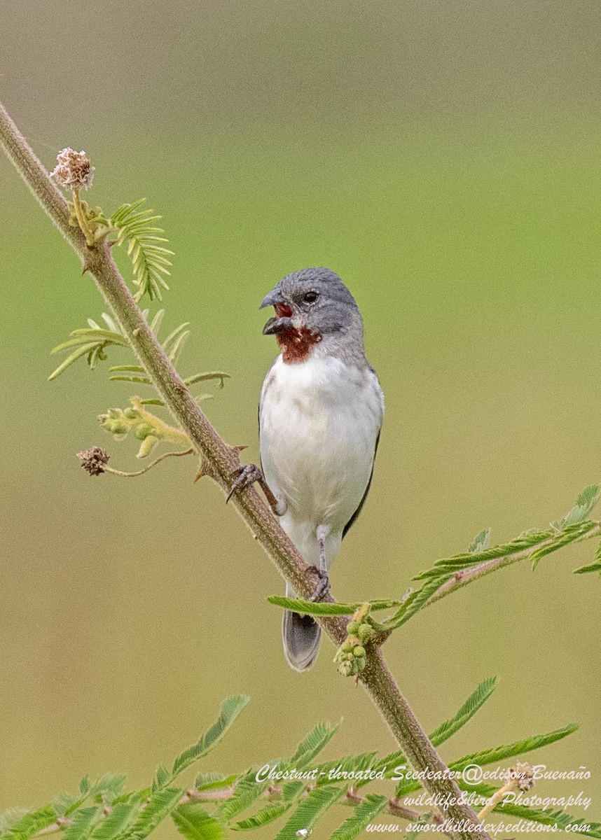 Chestnut-throated Seedeater - ML620479766