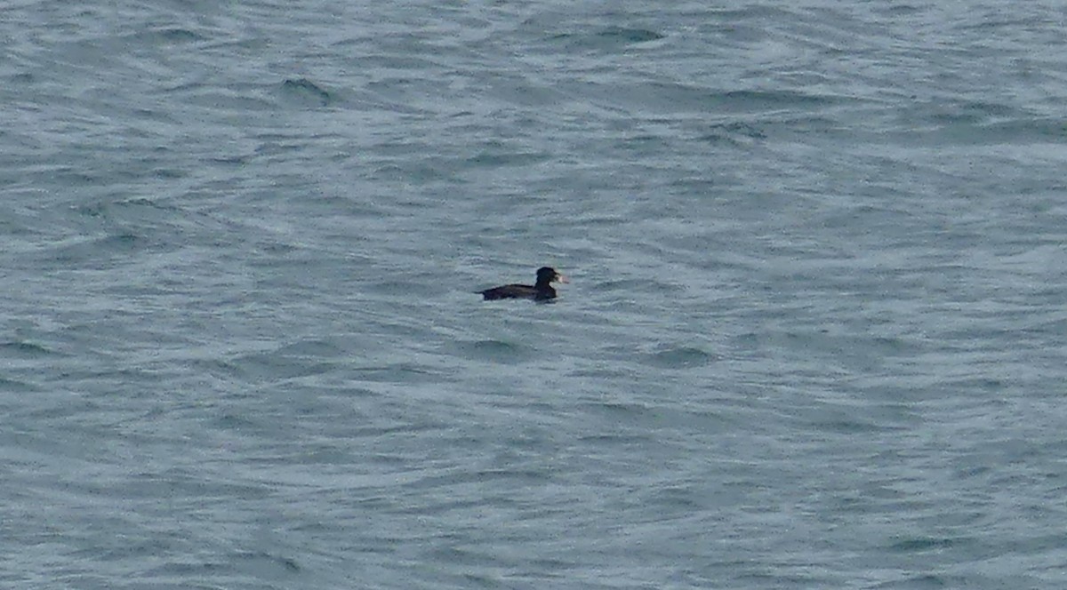 Surf Scoter - ML620479767