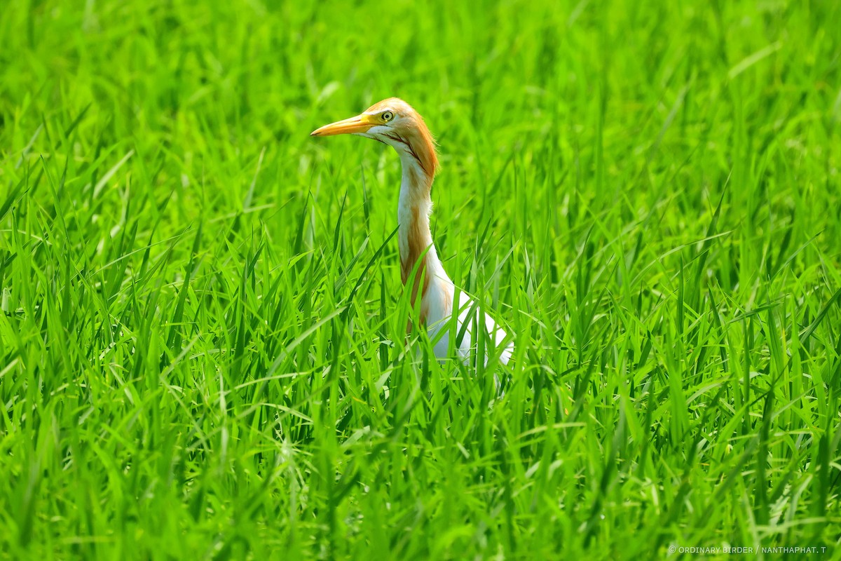 Eastern Cattle Egret - ML620479770