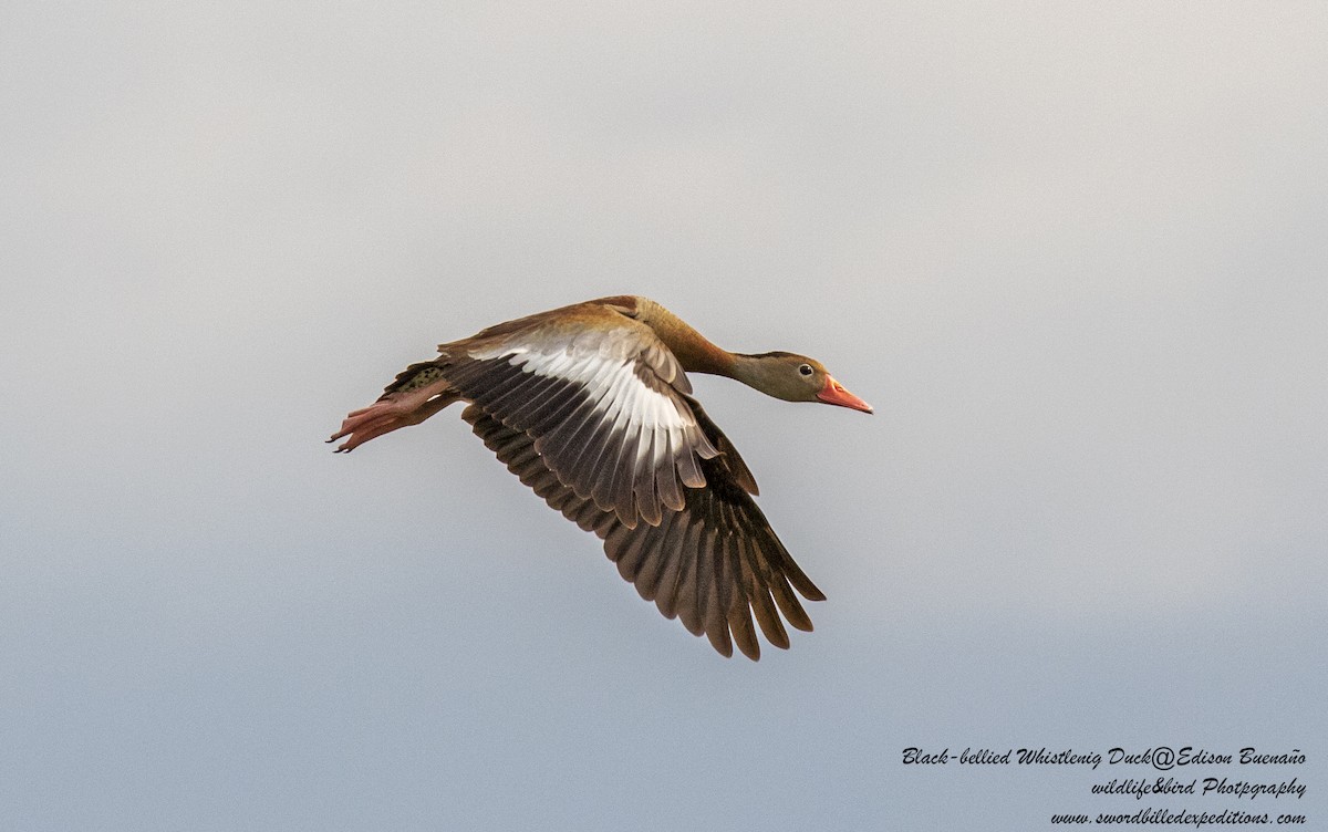 Dendrocygne à ventre noir - ML620479772