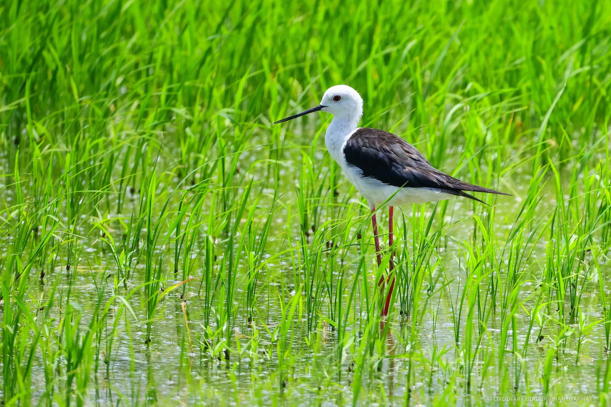 Black-winged Stilt - ML620479774